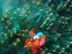 Taken in bunaken, no strobe slow shutter speed seemed to ... by Aditya Summanwar 